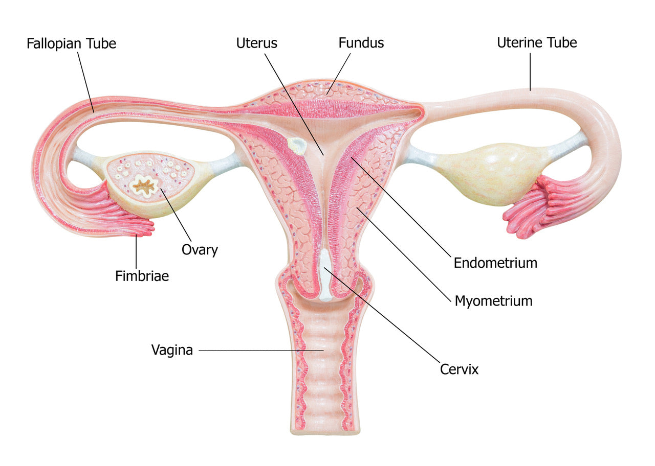 female anatomy